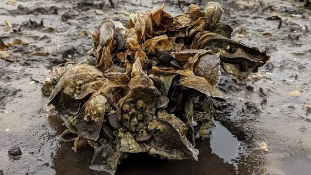 Oyster reef. Source: University of Florida