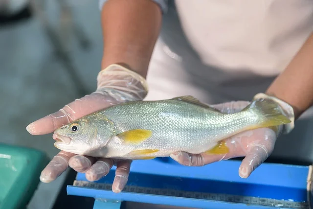 Acuicultura de siembra para una pesca sostenible 2 Ejemplar de corvina