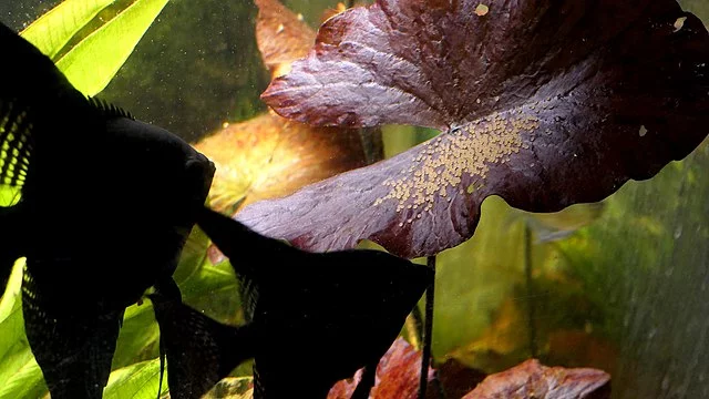 Angelfish (Scalar) Guide: Care, types, reproduction, and compatibility 4 Pair of angelfish guarding their eggs. Source: 5snake5