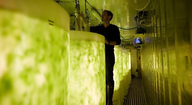 Danish innovation to convert nutrients and CO2 from shrimp and fish farming into seaweed 1 A 40ft container setup equipped with eight one-thousand-liter tanks combines salt water, CO2 and nutrients with LED lights and produces a full batch of seaweed in just one week. Photo: PureAlgae