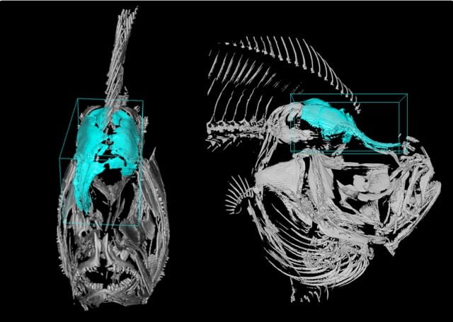 CSIC crea un mapa interactivo de organización espacial del ADN del rodaballo para darle esa forma aplanada 1 Proceso de cambio morfológico en el rodaballo. Imagen 3D realizada mediante microscopía de lámina de luz, o también llamada Light Sheet Fluorescence Microscopy (LSFM).