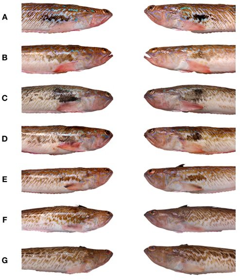 Lados derecho e izquierdo de peces araña (Trachinus draco) machos que muestran el parche oscuro (A a E), y las hembras (F y G). Fuente: Bañón et al., (2021).