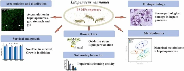 Efectos del microplástico en el camarón vannamei. Fuente: Yingxu et al., (2023)