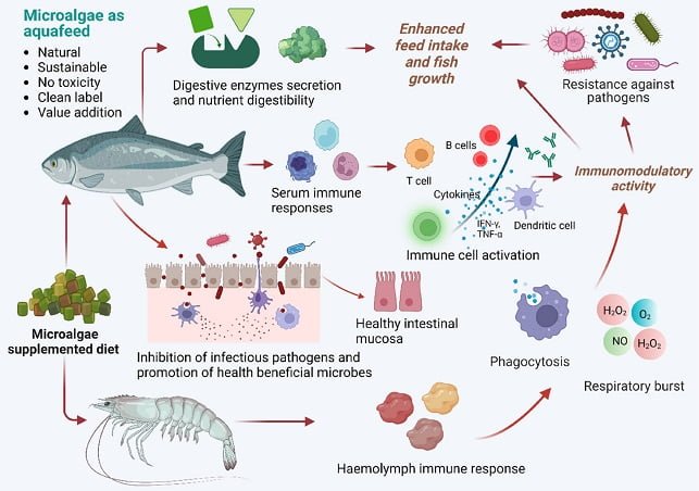 Utilization of microalgae in aquaculture feeds 1 Schematic representation of the potential role of microalgae and microalgae-supplemented diets in aquaculture. Source: Siddik et al., (2023).