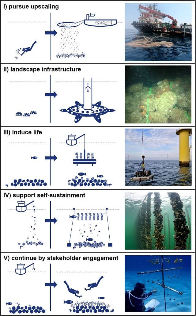 Los 5 principios para la restauración de los arrecifes marinos mediante la vinculación de la ciencia y la industria. Fuente: ter Hofstede et al., (2023)