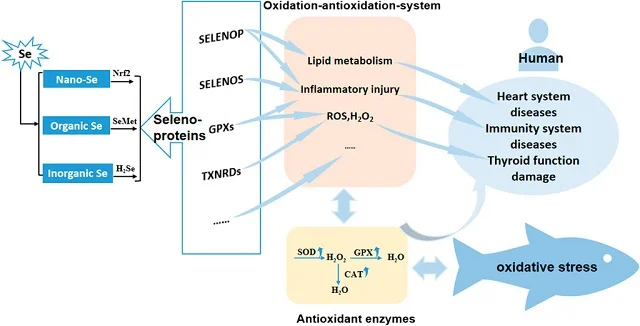 Mecanismos antioxidantes de diferentes formas de Se en peces. Fuente: Li et al., (2023)