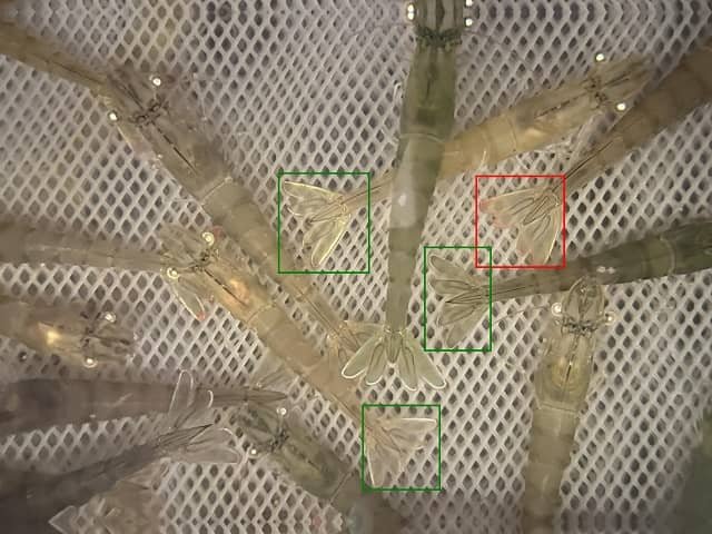 Detección temprana de estrés en colas de camarón (rojo=estresado, verde=no estresado) (Foto: Alfred-Wegener-Institut / Stephan Ende)