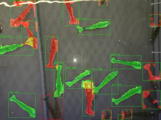 Body length determination to calculate the individual weight (red=length not measured, green=length measured) (Photo: Alfred-Wegener-Institut / Stephan Ende)