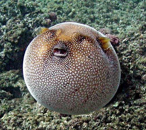 Pufferfish: types, reproduction, feeding, and breeding 2 Arothron meleagris. Source: NPS photo - Bill Eichenlaub