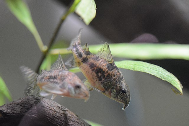 Corydoras macho y hembras durante la reproducción. Fuente: Nate Wessel