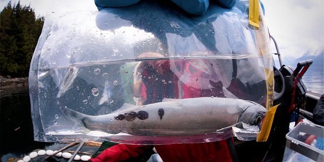 Sea lice on a juvenile salmon. Source: Hakai Institute