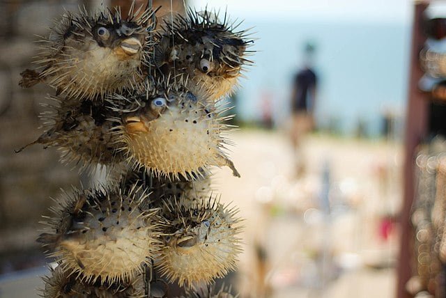 Pufferfish: types, reproduction, feeding, and breeding 1 A group of pufferfish. Source: Cristian Ungureanu
