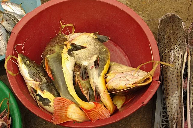 Pez Gato Cola Roja (Phractocephalus hemioliopterus): Guía Completa de Cuidados, Alimentación y reproducción (Actualización 2025) 3 Bagre cola roja en el mercado de Leticia, Colombia. Fuente: Kenspuss