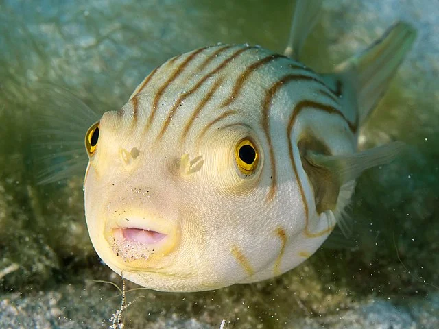 Striped puffer (Arothron manilensis). Fuente: Rickard Zerpe
