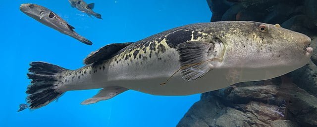 Pufferfish: types, reproduction, feeding, and breeding 3 Pufferfish Takifugu rubripes. Source: Totti