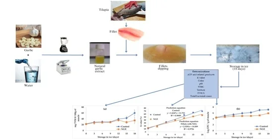 Ajo ayuda a incrementar la vida útil de los filetes de tilapia refrigerados.