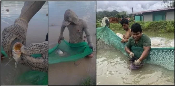 Tilapia egg collection.