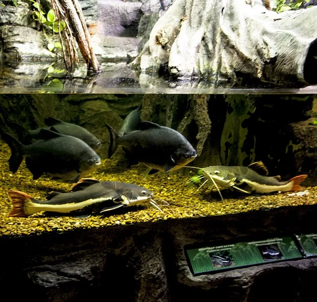 Pez Gato Cola Roja (Phractocephalus hemioliopterus): Guía Completa de Cuidados, Alimentación y reproducción (Actualización 2025) 2 Pez gato cola roja en acuario comunitario en Ucrania. Fuente: Сарапулов