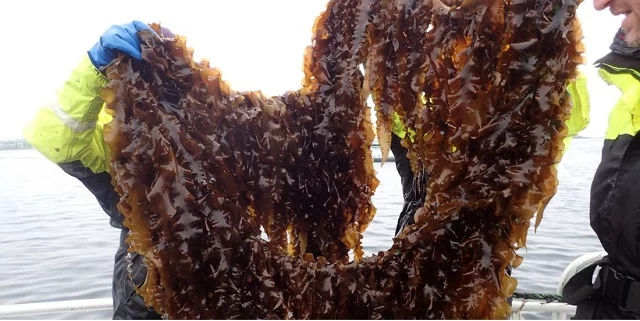 SINTEF is planning to install a seaweed cultivation test facility in the Frohavet, a tract of open ocean located far from land off the Trøndelag coast in mid-Norway. Photo: SINTEF.