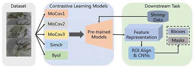 Computer Vision Techniques for Shrimp Aquaculture 1 The primary architecture proposed in this paper involves two main steps in training a network for the instance segmentation task. Source: Zhou et al., (2023)