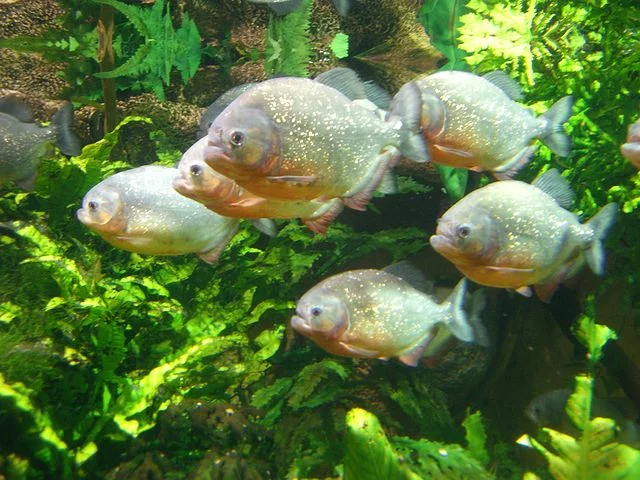 Peces pirañas: tipos, alimentación, reproducción y crianza 1 Peces pirañas en Oceanarium of Saint-Petersburg (Russia). Fuente: Ajvol