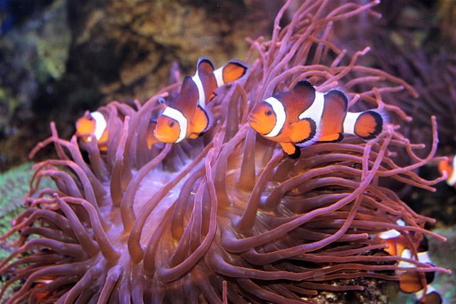 Orange clownfishes or clown anemonefishes (Amphiprion percula) with magnificent sea anemone or Ritteri anemone (Heteractis magnifica) in Southend-on-Sea aquarium, England. Source: Emőke Dénes