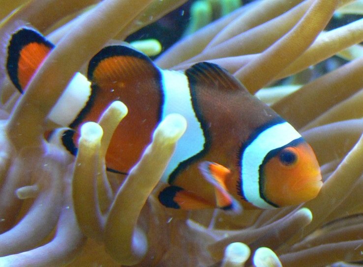 Amphiprion percula. Fuente: Haplochromis.