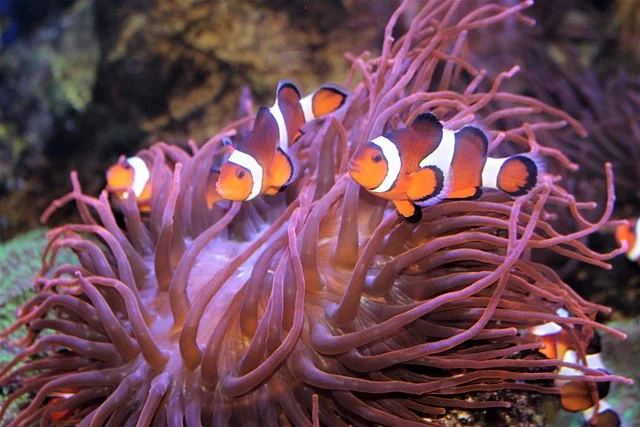 Peces payaso anaranjados (Amphiprion percula) con anémona Ritteri (Heteractis magnifica) en el acuario de Southend-on-Sea, Inglaterra. Fuente: Emőke Dénes