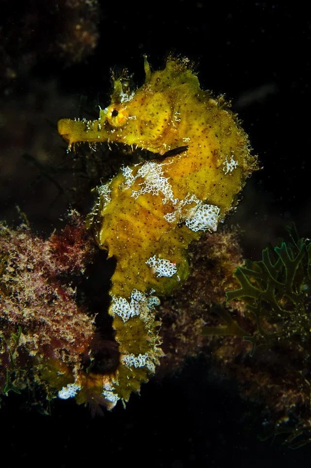Imagen de caballito de mar de hocico corto (Hippocampus hippocampus). Autor: Aketza Herrero-Barrencua
