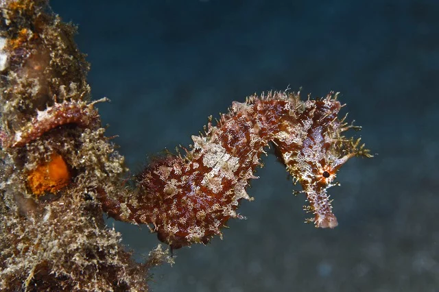 Caballito de hocico corto (Hippocampus hippocampus). Autor: Rogelio Herrera.