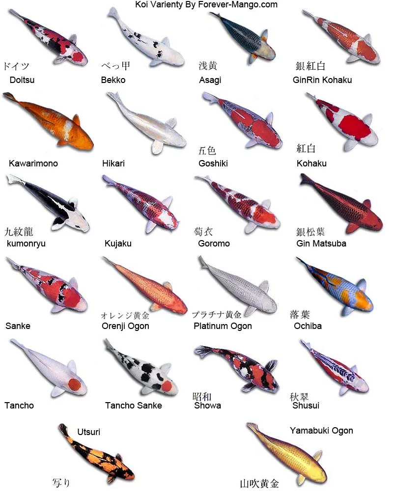 Peces koi: tipos, alimentación, reproducción y cuidados 2 Diferentes tipos de peces koi. Fuente: Totti