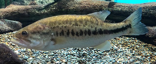 Largemouth bass (Micropterus salmoides). Source: Totti