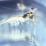 Camarón blanco del Pacífico (Penaeus vannamei)