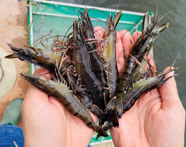 Unlocking aquaculture potential in Australia’s Top End 1 Prawns have been shown to grow quickly in the tropical conditions – a good sign for future commercial endeavours.