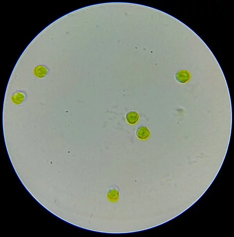 Fitohormona para mejorar el crecimiento de la microalga Tetraselmis 1 Tetraselmis suecica en estado vegetativo. Fuente: Nobody16w