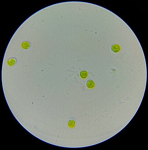 Light-field-microscopy of Tetraselmis suecica in a vegetative non-motile stage. Fuente: Nobody16w