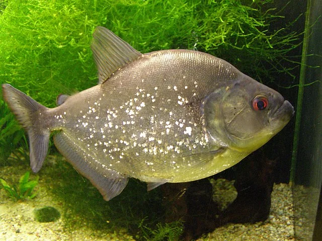 Peces pirañas: tipos, alimentación, reproducción y crianza 3 "Piraña negra" o "Caribe" (Serrasalmus rhombeus). Fuente: Andrzej Otrębski