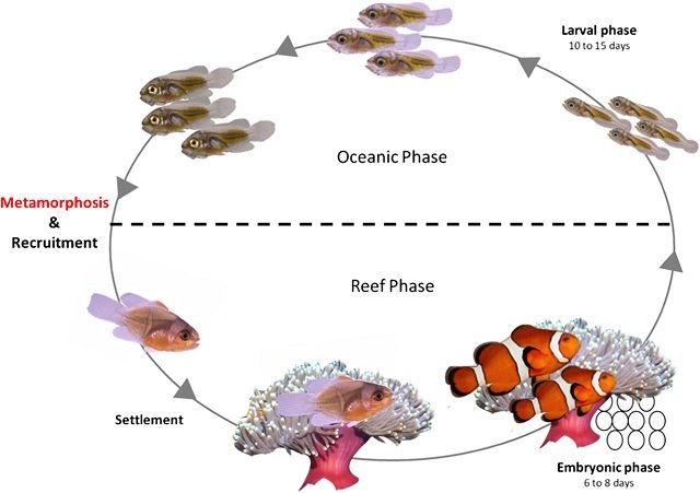 Life cycle of clownfish. Source: Roux et al., (2019)