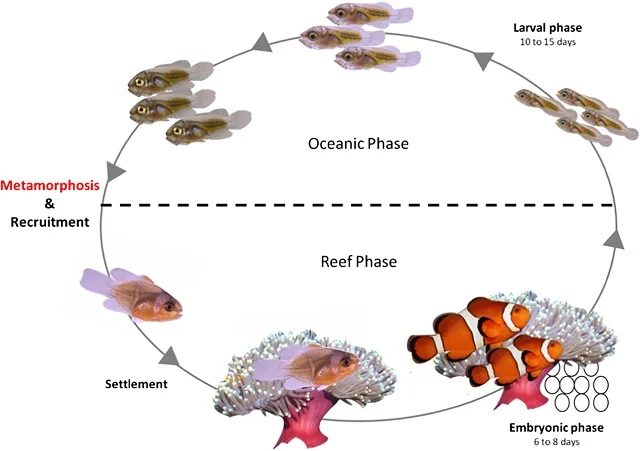 Ciclo de vida de los peces payaso. Fuente: Roux et al., (2019)