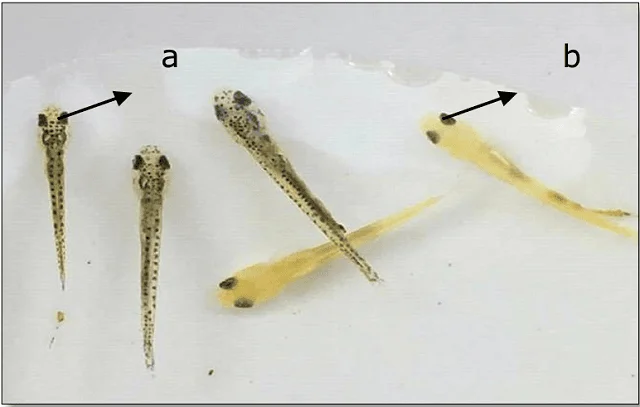 Peces koi: tipos, alimentación, reproducción y cuidados 3 FClasificación de larvas de los peces koi: (a) Califican, (b) no califican. Fuente: Aries et al., (2022)