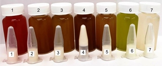 Milk-clotting ability crude extracts of the seven species of unmilled algae. (1) Sarconema filiforme; (2) Caulerpa racemosa; (3) Caulerpa lentillifera; (4) Gracilaria edulis; (5) Asparagopsis taxiformis; (6) Ulva ohnoi; (7) Kappaphycus alvarezii. Milk coagulation occurred only in (4), shown as the milk curdle remained on top of the tube after being inverted. Source: Arbita et al., (2023)