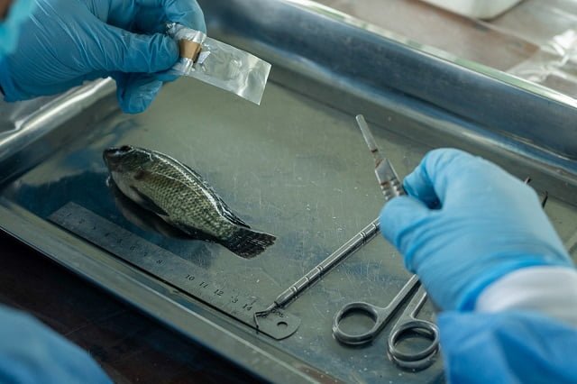 Sanipes fortalece medidas para proteger la sanidad del recurso tilapia 2 evaluacion tilapias