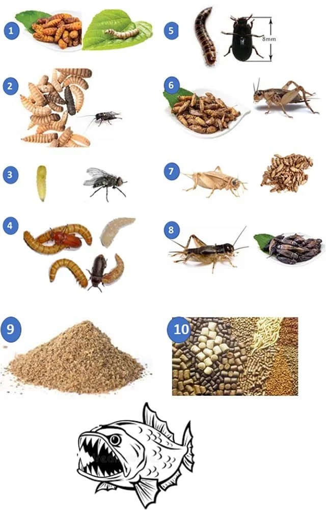 Eight important insect species used in producing insect meal to replace fish meal in aquaculture feeds. 1. Silkworms (Bombyx mori), 2. Black soldier flies (Hermetia illucens), 3. Houseflies (Musca domestica), 4. Yellow mealworms (Tenebrio molitor) 5. Lesser mealworms (Alphitobius diaperinus), 6. House crickets (Acheta domesticus) ), 7. Banded crickets (Gryllodes sigillatus), and 8) Jamaica field crickets (Gryllus assimilis). 9. Insect meal, 10. Aquaculture feeds with insect meal and a hungry fish waiting for food. Source: Alfiko et al., (2022)