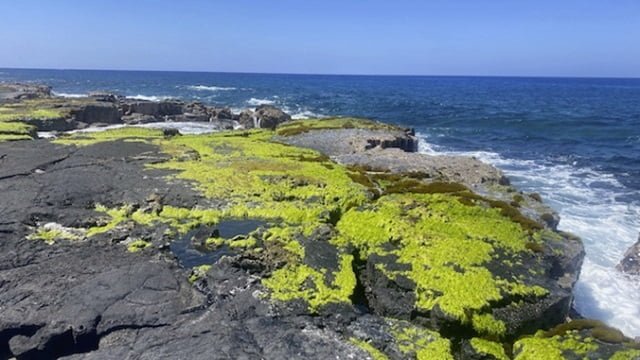 Less limu pālahalaha? Study looks at ways to protect native seaweed species 1 Limu pālahalaha, Ulva sp., an abundant and ecologically and culturally valued native limu in Kona. (Photo credit: Leah Bremer)