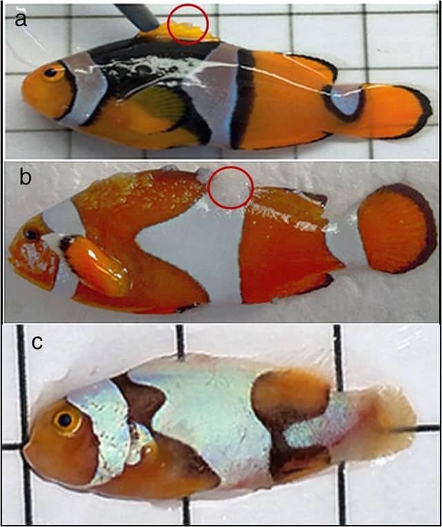 Detección de una nueva cepa del virus de la enfermedad de la linfocistis (LCDV) en peces payaso Amphiprion percula criados en cautiverio en Sulawesi del Sur, Indonesia. Fuente: Lam et al., (2020)