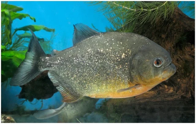 Peces pirañas: tipos, alimentación, reproducción y crianza 2 Hembra de piraña de vientre rojo (Pygocentrus nattereri). Fuente: Schartl et al., (2019)