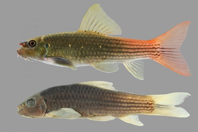 New fish species discovered after years of popularity in the aquarium trade 1 Redtail garra fish have siskin and olive green scales that abruptly transition to bright orange and red along the tail, making them easy to spot at the bottom of clear streams. IMAGE BY TANGJITJAROEN ET AL. (2023), CC-BY