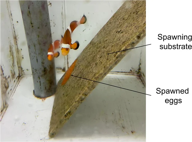 Parent fish and eggs laid on hard substrate. Source: Yamanaka et al., (2021).