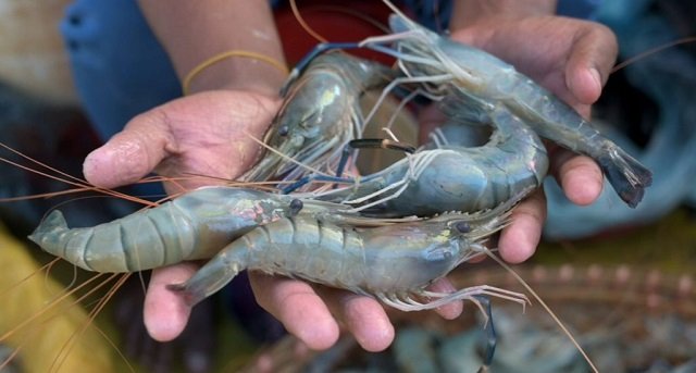 shrimp penaeus monodon exeter 1