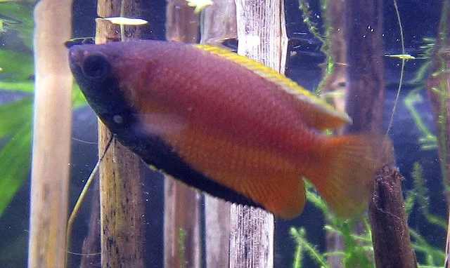Male Honey Gourami (Trichogaster chuna or Colisa chuna). Source: Zikamoi